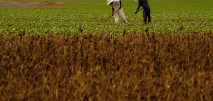 População ocupada no agronegócio alcança 18,3 milhões de pessoas em 2019 