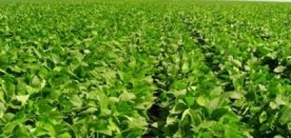 USDA eleva projeção de safra de soja 2019/20 do Brasil para 124,5 mi t 