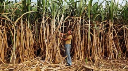 Pior seca em 40 anos devasta plantações de cana na Tailândia