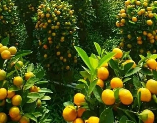 Safra 2019/20 de laranja será de 384,87 mi de caixas, -0,11%