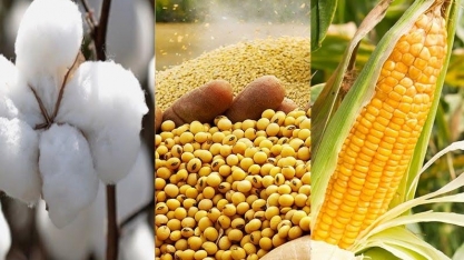 Algodão, milho e soja põe municípios na liderança do PIB per capita