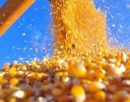 Preços do milho atingem maior patamar em 4 anos com demanda aquecida
