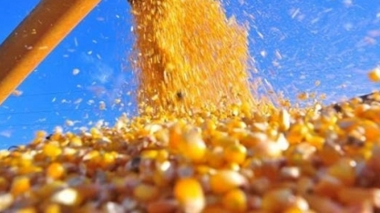 Preços do milho atingem maior patamar em 4 anos com demanda aquecida