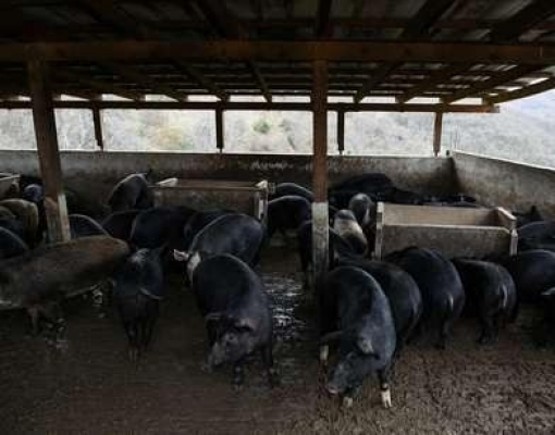 Grécia registra primeiro caso de peste suína africana