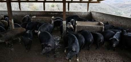 Grécia registra primeiro caso de peste suína africana