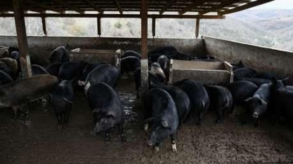 Grécia registra primeiro caso de peste suína africana