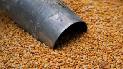 USDA vê aumento no plantio de milho e soja dos EUA em 2020