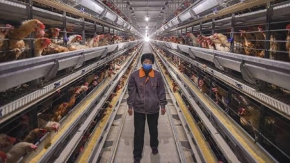 China alerta para impacto do coronavírus sobre suprimento de frango e ovos