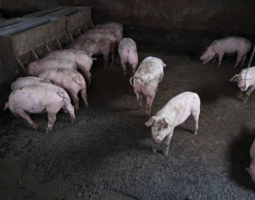 FAO eleva para 7,937 milhões número de suínos eliminados por peste na Ásia 