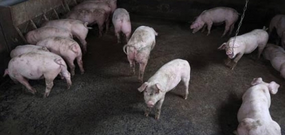 FAO eleva para 7,937 milhões número de suínos eliminados por peste na Ásia 