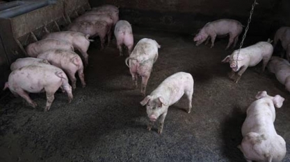 FAO eleva para 7,937 milhões número de suínos eliminados por peste na Ásia 