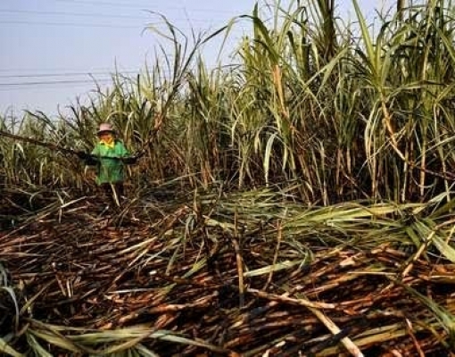 Cofco não vê recuperação na safra de açúcar da Tailândia no curto prazo