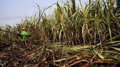 Cofco não vê recuperação na safra de açúcar da Tailândia no curto prazo