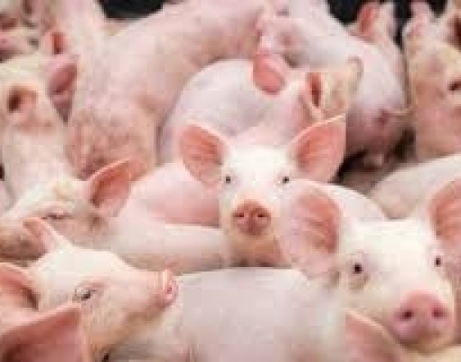 Exportação de carne suína cresce 25% em fevereiro; coronavírus não impacta 