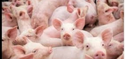 Exportação de carne suína cresce 25% em fevereiro; coronavírus não impacta 