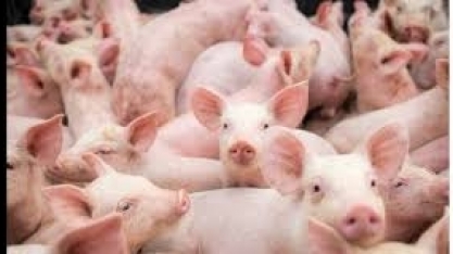 Exportação de carne suína cresce 25% em fevereiro; coronavírus não impacta 