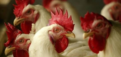 Filipinas e Alemanha registram casos de gripe aviária