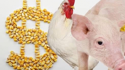 Custo de produção de frango e suínos aumenta em fevereiro