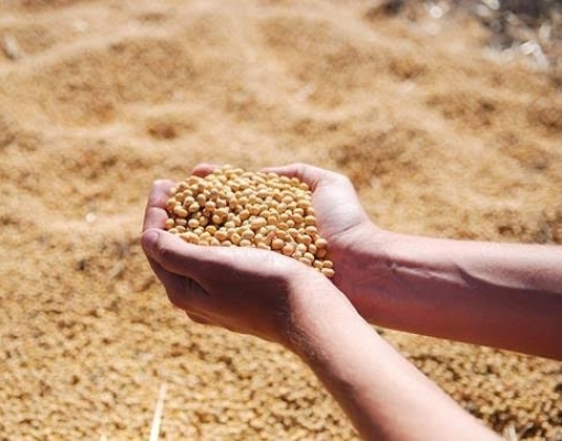 Importações de soja dos EUA pela China disparam no 1º bimestre
