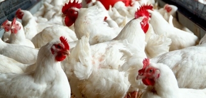 Exportação de carne de frango avança 10% em fevereiro com impulso da China