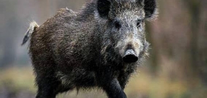 China registra novo caso de peste suína em javali na província de Hubei