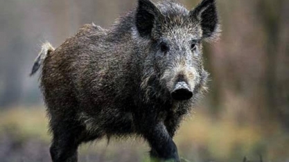 China registra novo caso de peste suína em javali na província de Hubei