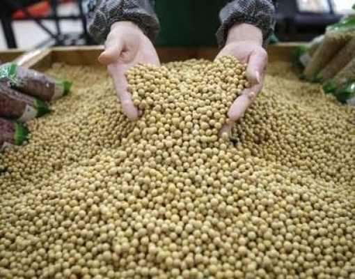 Vendas de soja disparam a 70% da safra com dólar e firme demanda chinesa