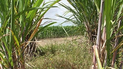 AL:  Pouca chuva preocupa fornecedores e pode comprometer safra de cana