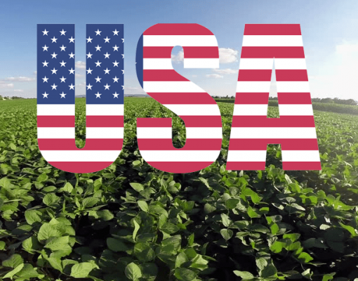 Importação de soja pela China aumenta 14% no 1º bimestre 