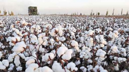 Algodão: Exportações sobem 81,7% em volume e 68,3% em receita em fevereiro