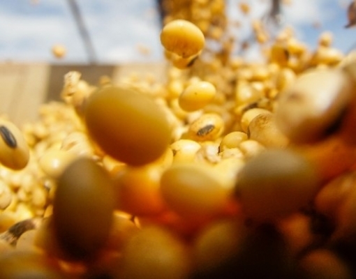 Exportação de soja em fevereiro é a maior desde julho de 2019