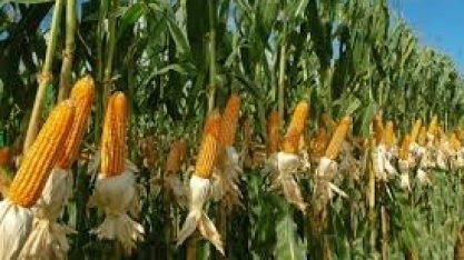 Brasil, o país do milho 