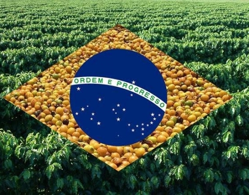 Café brasileiro deve desperdiçar o “melhor” do coronavírus 