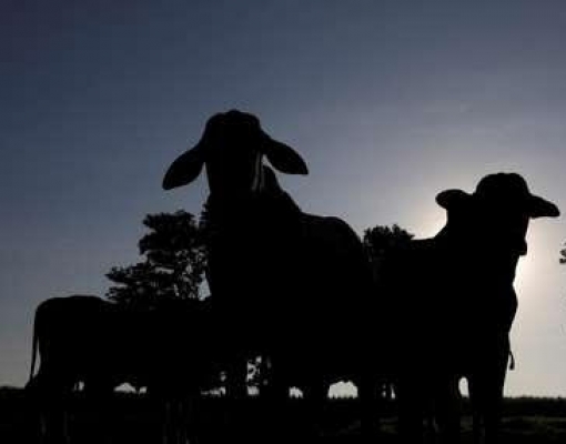 Arroba bovina recua com frigoríficos fora dos negócios por coronavírus