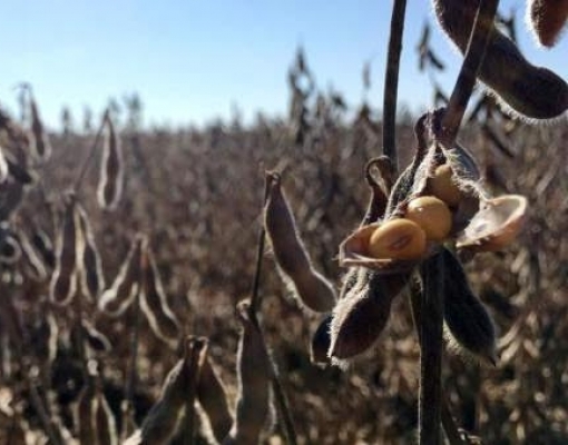Em nova revisão, Rio Grande do Sul vê queda de 32% na safra de soja