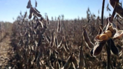 Em nova revisão, Rio Grande do Sul vê queda de 32% na safra de soja