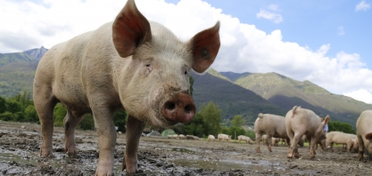 Peste suína: 371 novos casos notificados entre 14 e 27 de fevereiro