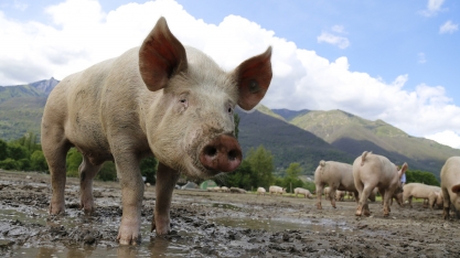 Peste suína: 371 novos casos notificados entre 14 e 27 de fevereiro