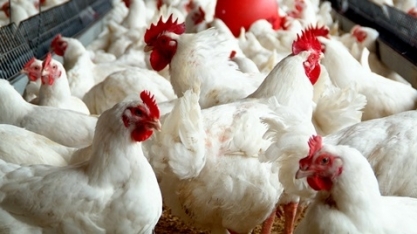 Coronavírus traz incertezas para frango nos próximos meses 