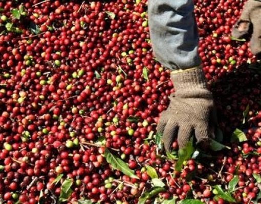 Café arábica fecha em forte queda na ICE; açúcar branco avança