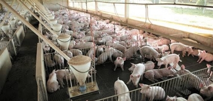 PIB do agronegócio teve expansão de 3,81% em 2019