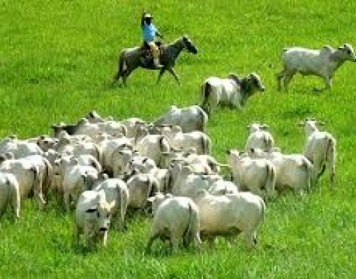 Com vendas mais fracas à China, exportação de carne recua em fevereiro