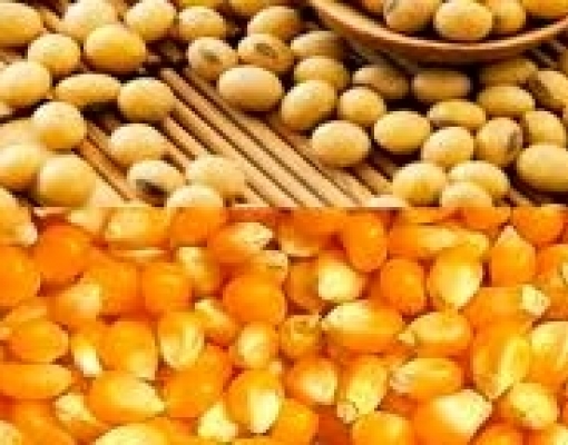 Safras reduz estimativa de produção de soja do Brasil; eleva a de milho