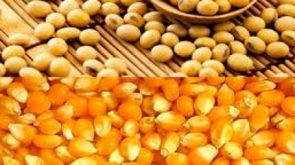 Safras reduz estimativa de produção de soja do Brasil; eleva a de milho