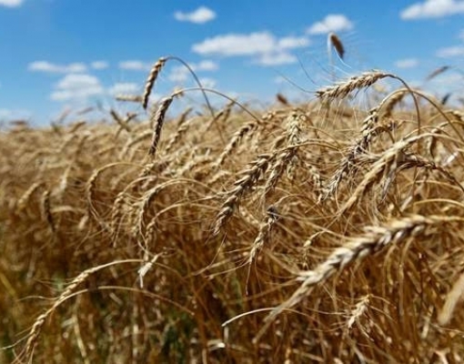 Paraná espera leve aumento no plantio de trigo em 2020
