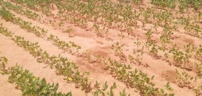 Perdas da soja do RS podem alcançar 50% e pedidos de seguro devem disparar