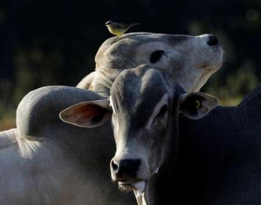 Queda na demanda de frigoríficos após coronavírus pressiona preço do boi