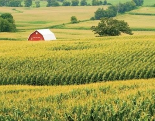 Brasil caminha para recorde na 2ª safra de milho, diz consultoria 