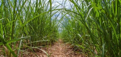 Brasil deve revolucionar o setor da cana-de-açúcar mundial. Entenda! 