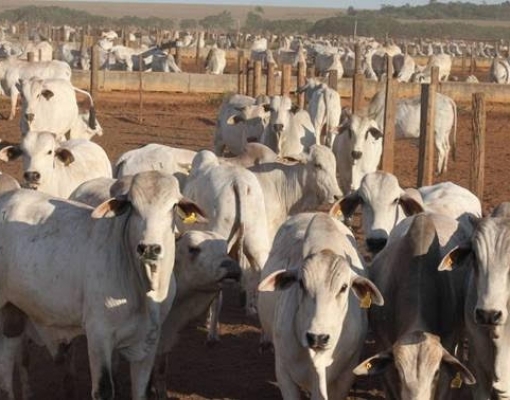 PIB da agropecuária perde ritmo e tem menor alta em três anos